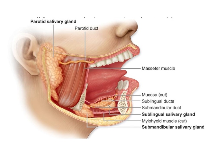 salivary amylase 唾液淀粉?  salivary duct  唾管; ?