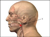 palatine tonsil