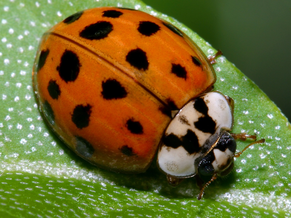 【ladybird】什么意思_英语ladybird的翻译_音标_读音