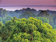 亚马逊雨林风景