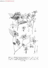 中国植物志 原版墨线图