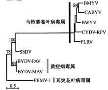 黄症病毒科的系统发育树（聚合酶）