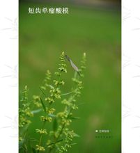 短齿单瘤酸模 短齿单瘤酸模