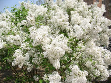 白丁香树