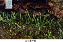 无毛禾叶蕨 无毛禾叶蕨