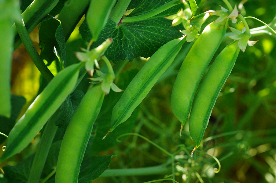 field pea