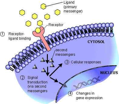membrane receptor