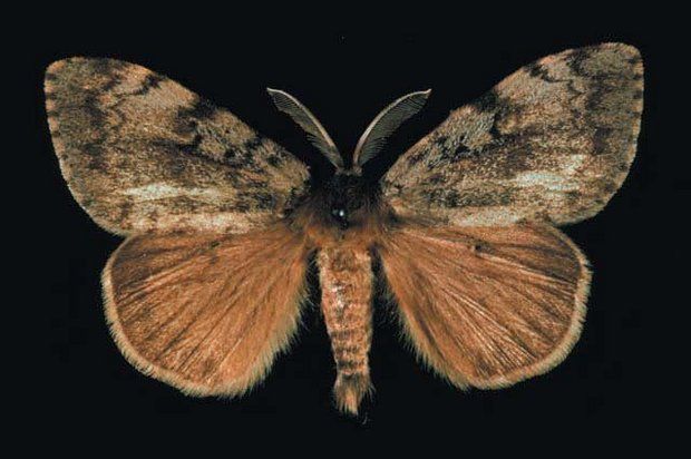 gypsy moth