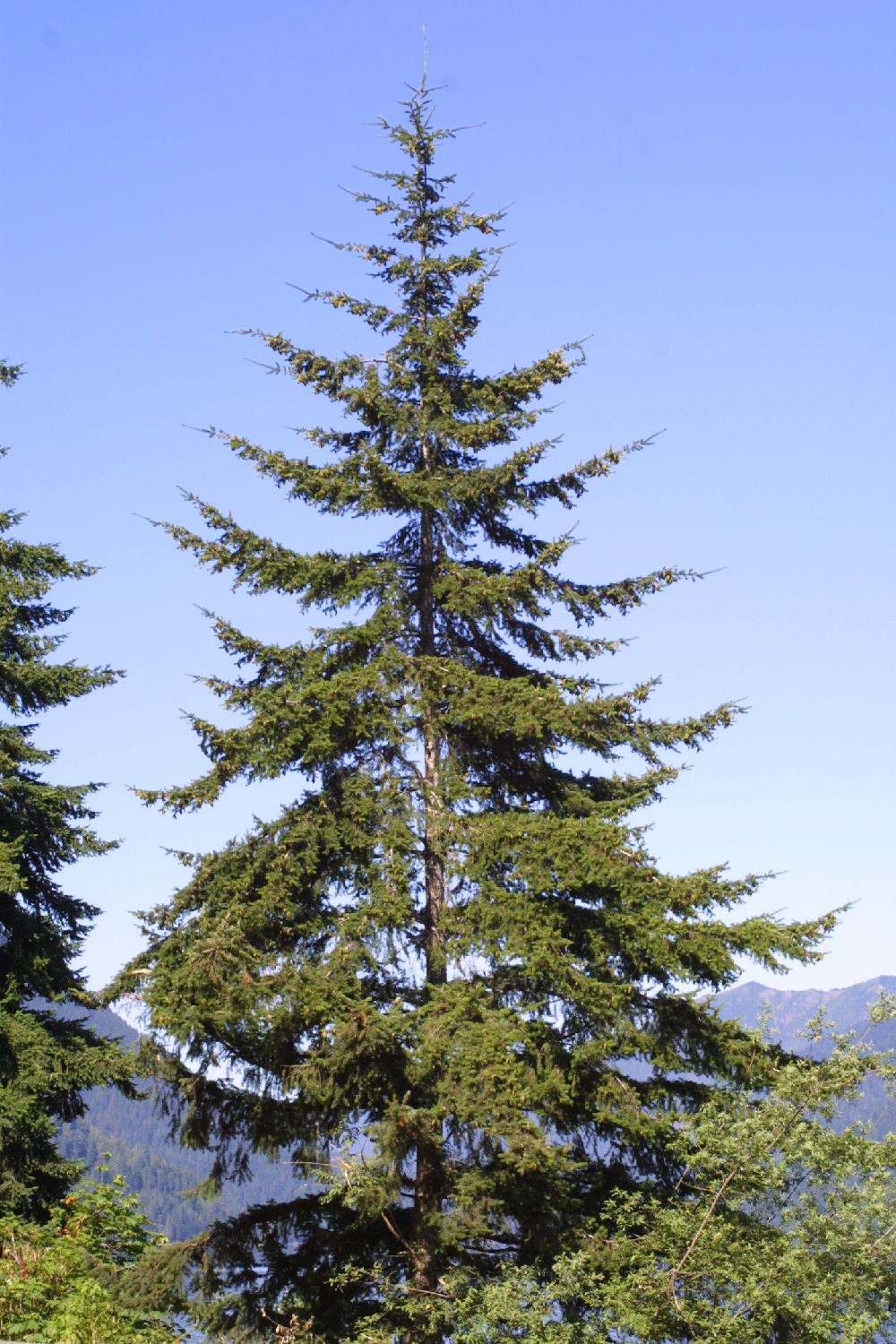 douglas fir