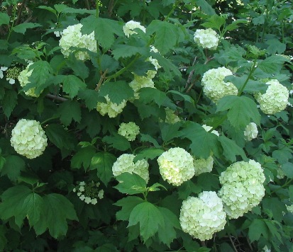 歐洲莢蒾 歐洲莢蒾( viburnum opulus),忍冬科莢蒾屬落葉灌木