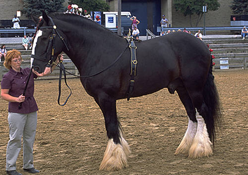 【shire_horse】什麼意思_英語shire_horse的翻譯_音標_讀音_用法_例